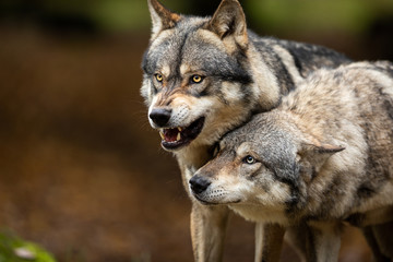 Naklejka na ściany i meble Two Grey wolf angry in the forest