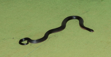 Red bellied black snake