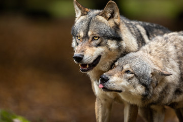 Naklejka na ściany i meble Two Grey wolf in the forest