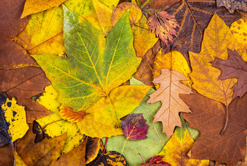 Autumn leaves background