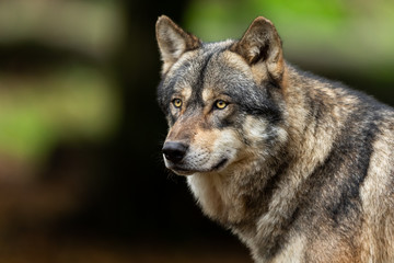 Naklejka na ściany i meble Portrait of a Grey wolf in the forest