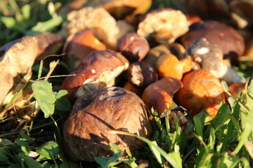 Pilze