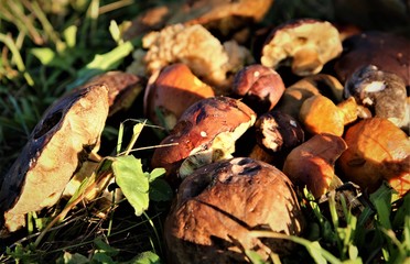 Pilze