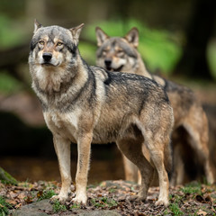 Naklejka na ściany i meble Two Grey wolf in the forest