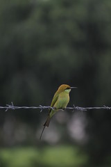 Small bird having rest