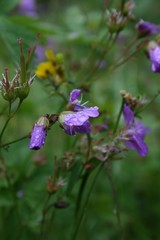 purple flowers in the garden