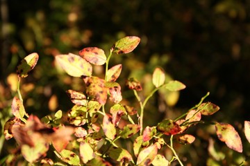 autumn leaves