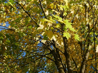Indian Summer
