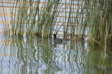 Utah Lake, Sunrise, Wildlife