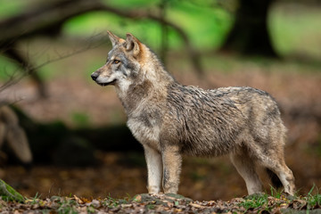 Obraz premium Grey wolf in the forest