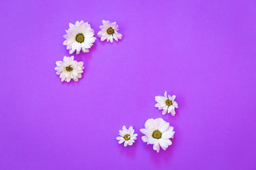 White chrysanthemum in the shape of circle on a purple background
