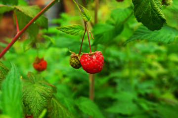 red berries on a bush