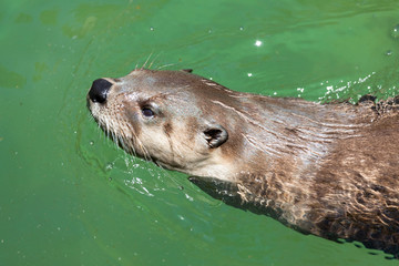 otter an aquatic mammal