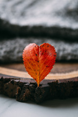 red leaf in the shape of a heart. Valentine's day concept