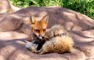 Fototapete bei efototapeten.de bestellen   