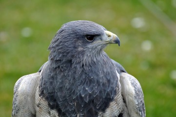 Aguja Kordillieren Blaubussard