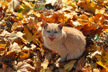 a young cat with red fur sits on a carpet of yellow maple leaves in autumn, he looks to merge with...
