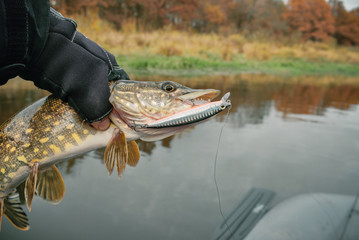 Beautiful pike in the hand of a fisherman.