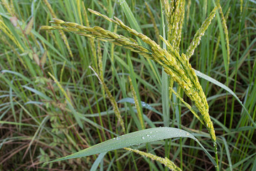 Close up of green paddy rice plant,Green rice and its flowers