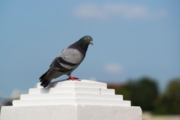Pigeon standing close eyes on sky background