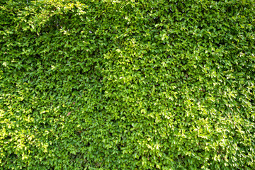 Full frame Background and texture of Banyan Tree or Ficus annulata