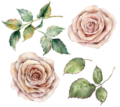 Watercolor pink roses and leaves set. Hand painted floral vintage flowers with leaves isolated on white background. Botanical illustration for design, print or background.