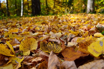 Background group autumn orange leaves. Outdoor.