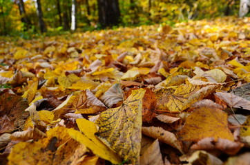 Background group autumn orange leaves. Outdoor.