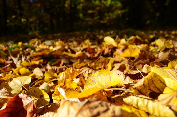 Background group autumn orange leaves. Outdoor.
