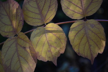 Background group autumn orange leaves. Outdoor.