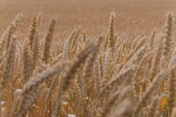 Wheat ears close-up, background, texture