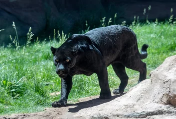 Gordijnen black jaguar or panther © markrhiggins