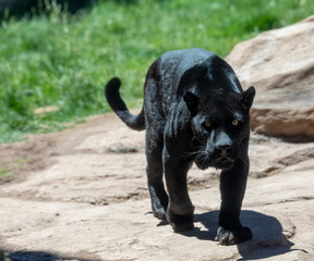 black jaguar or panther © markrhiggins