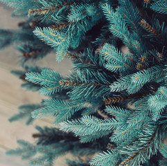  blue spruce twigs unadorned background