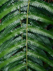 Beautiful ferns leaves close up, green foliage natural floral fern abstract background