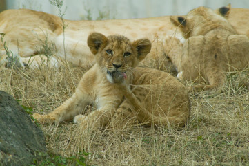 Löwenjungtier