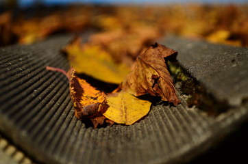 Background group autumn orange leaves. Outdoor.