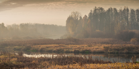 Autumn foggy landscape. panoramic view of the overgrown river with coastal reeds and trees in the...