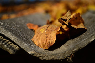 Background group autumn orange leaves. Outdoor.