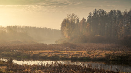 Autumn morning foggy landscape. sad view of an overgrown narrow stream in a marshy area with a...