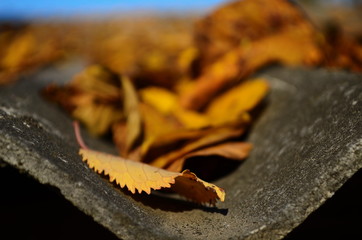 Background group autumn orange leaves. Outdoor.