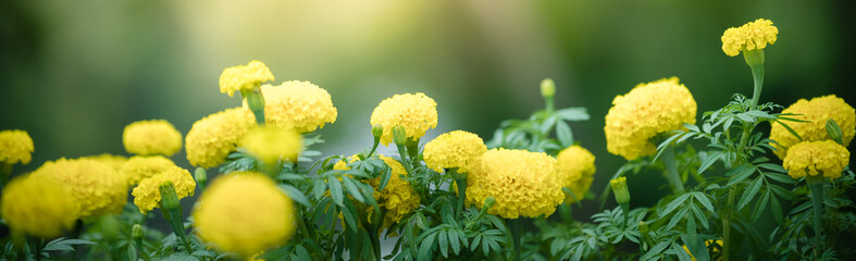 Nature of flower in garden using as cover page background natural flora wallpaper or template brochure landing page design