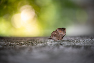 Nature of butterfly in garden using as background butterflies day cover page or banner template brochure landing page wallpaper design