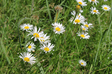 Fototapeta premium Beautiful daisy flowers and green herbs in field