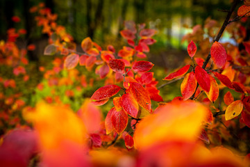 Red and Orange Autumn Leaves Background.