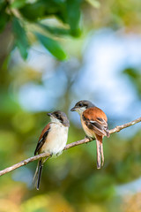 Two Burmese Shrike perching on a perch with soft morning sunlight