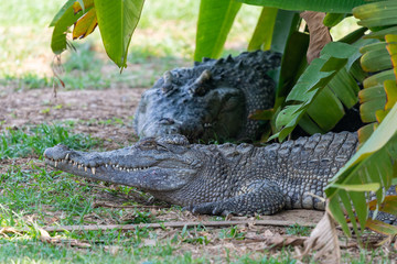 Siamese crocodile sleeping under shade during hot day in summer