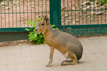 Mara