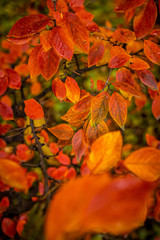 Red and Orange Autumn Leaves Background.
