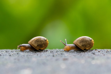 Two garden snails crawling after each other on wet floor with green background